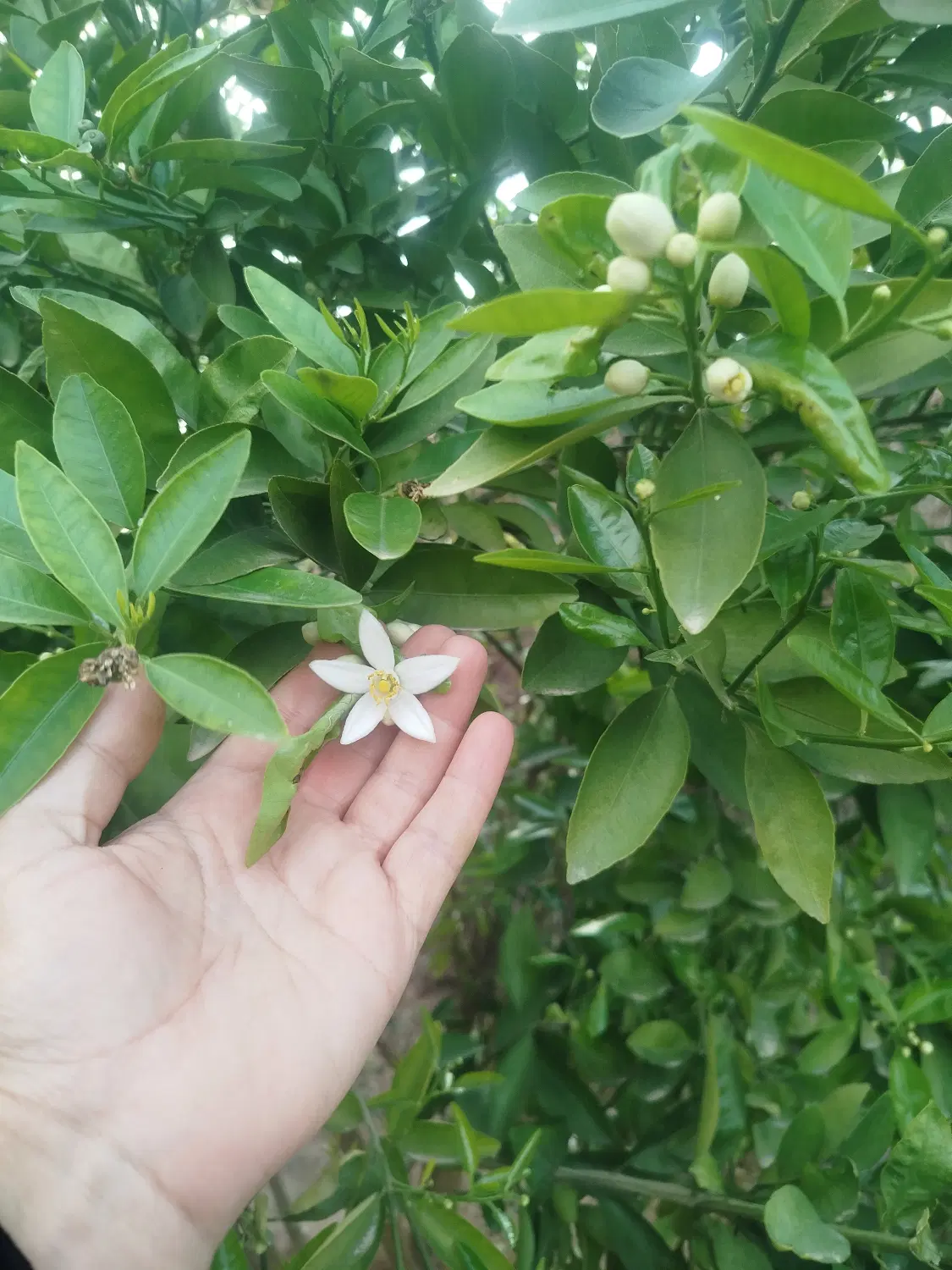 زمین شش هکتاری علیزادگان