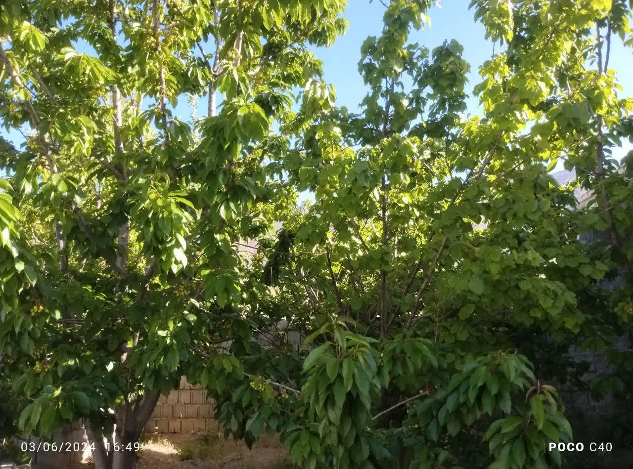 فروش ویلا باغ روبروی تالاب چغاخور با سند تک برگ