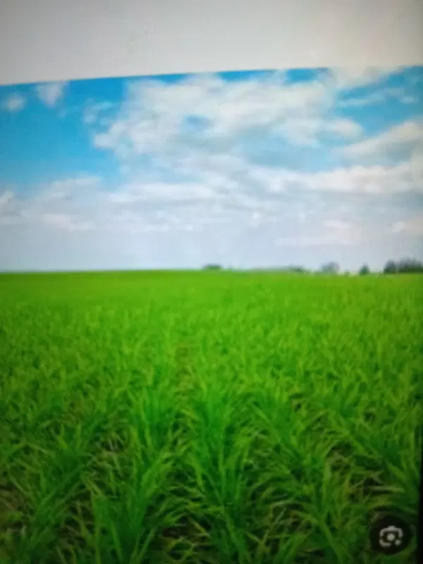 زمین کشاورزی