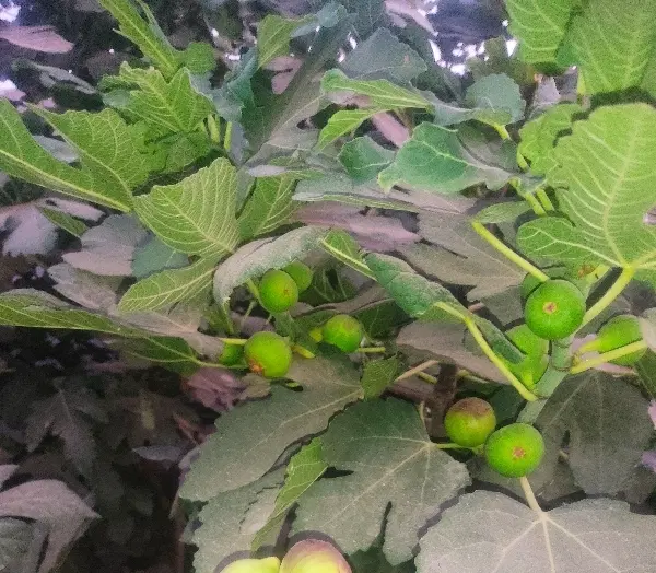 معاوضه باغچه با اپارتمان یا خونه نقلی