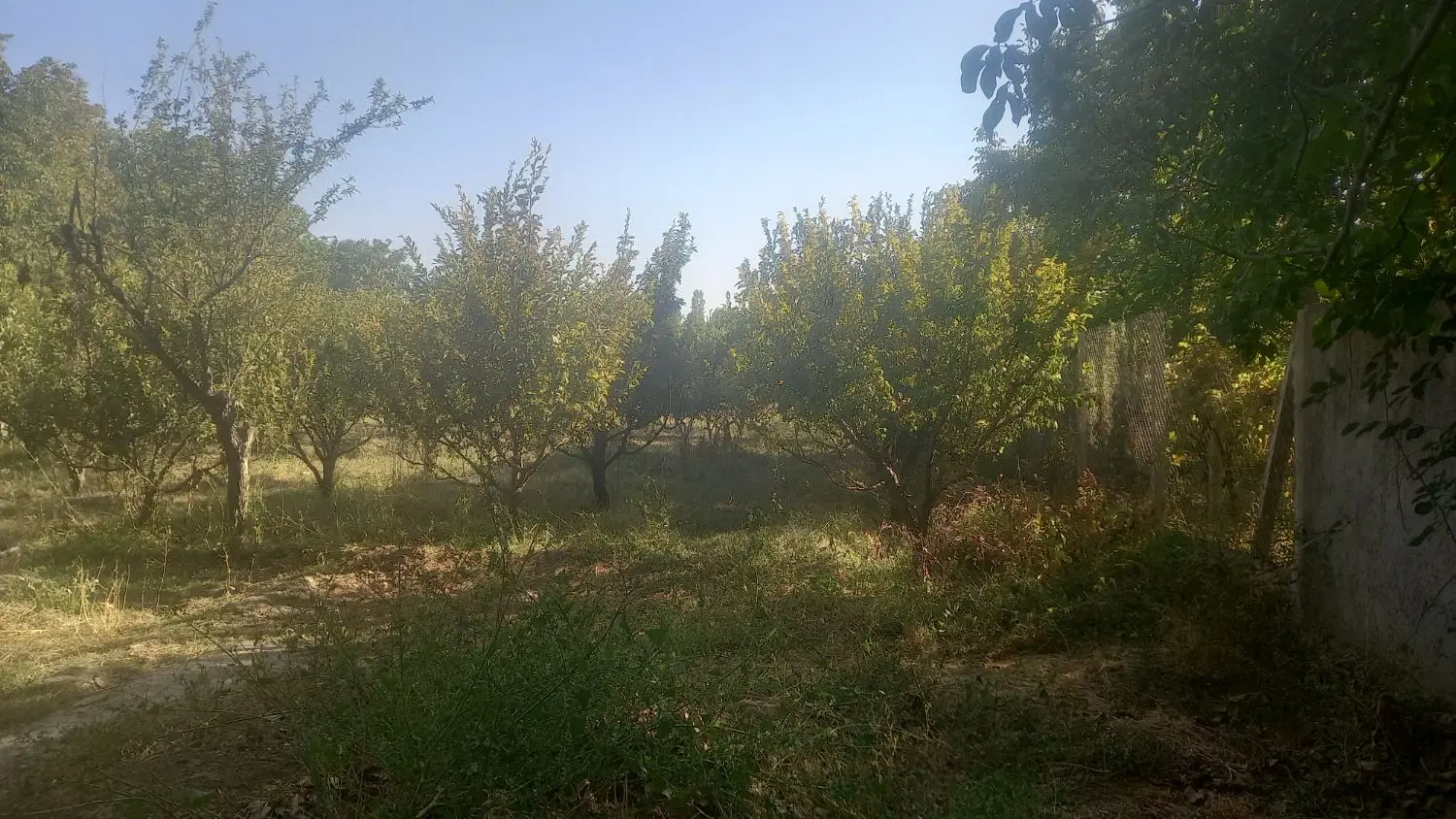 زمین ۱۰۰۰متری روستای صداقه