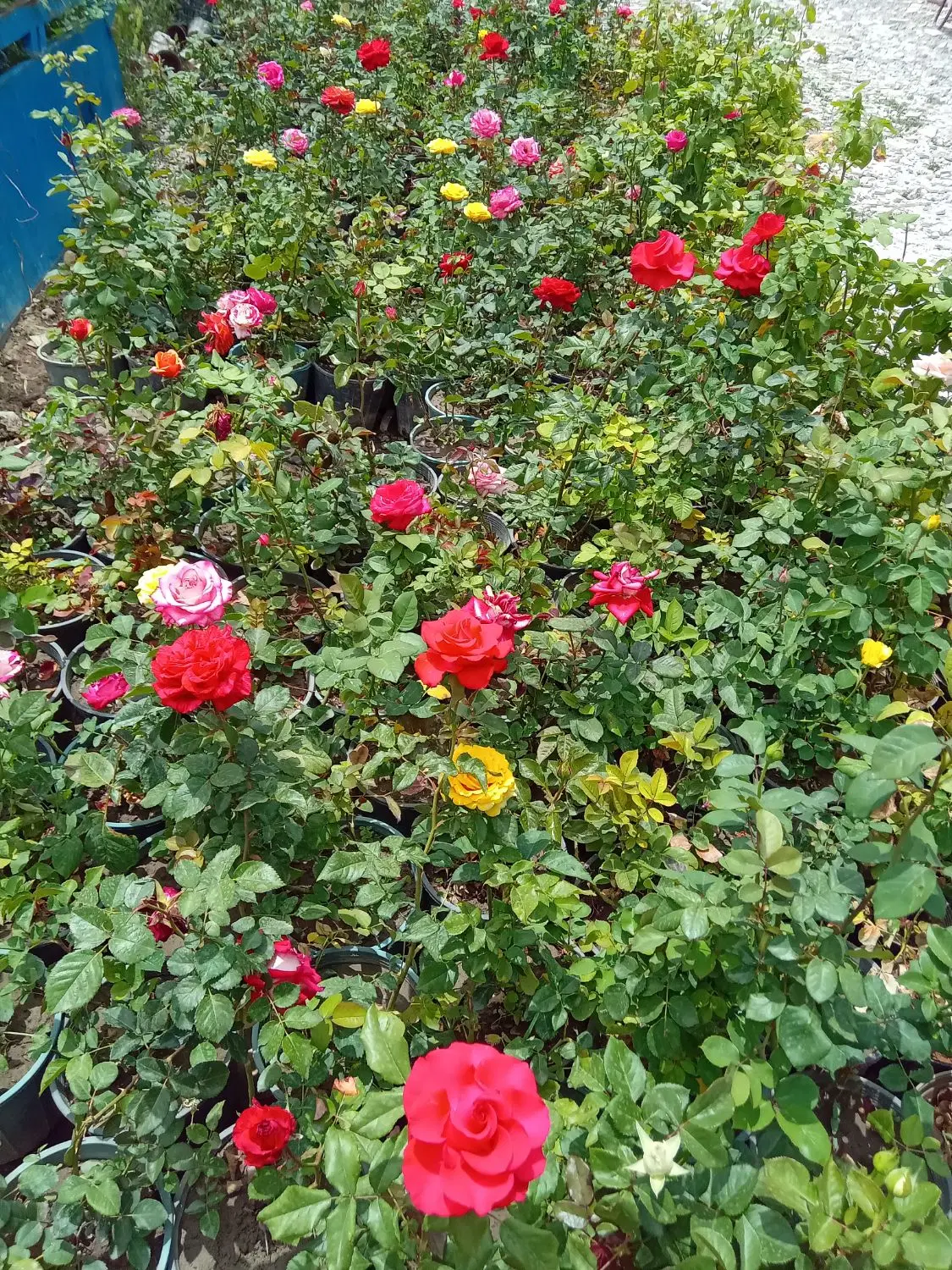 باغ چهار دیواری در اول جاده اردوشاهی