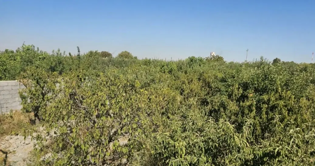 باغ جاده سنتو