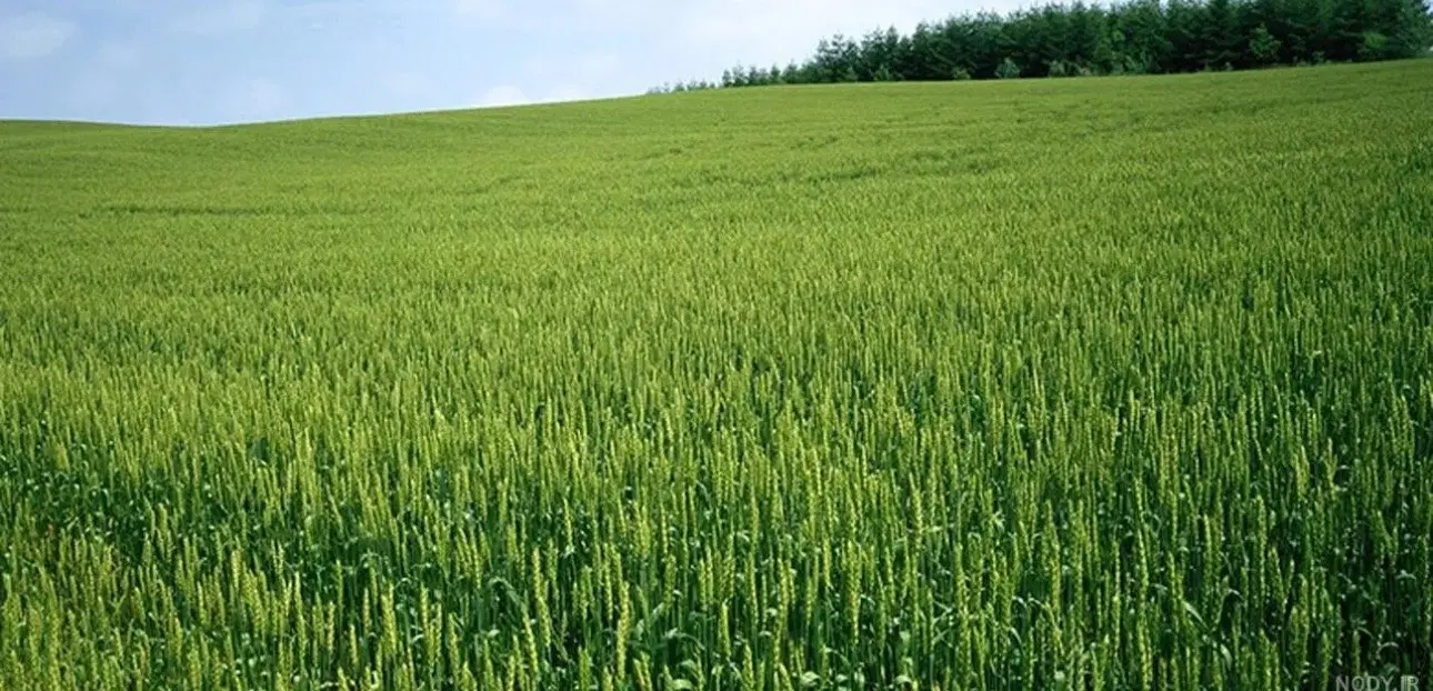 زمین کشاورزی