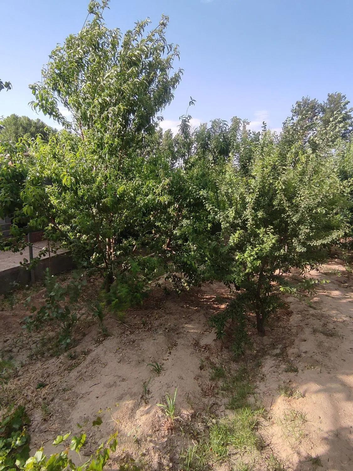 750متر باغچه با سند تک برگ
