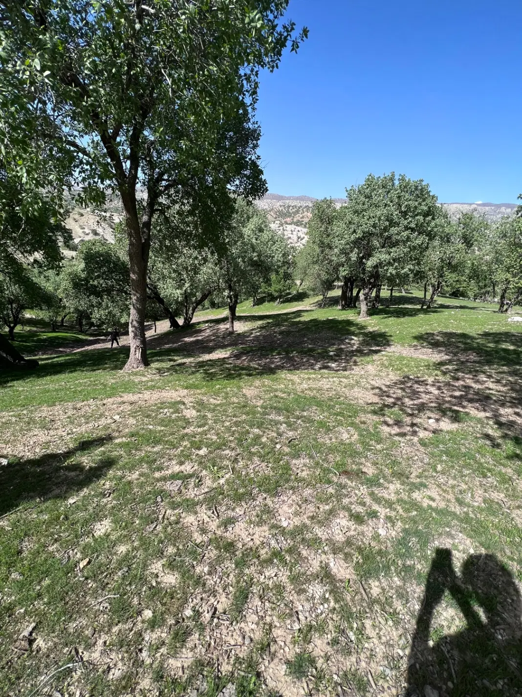 زمین کشاورزی