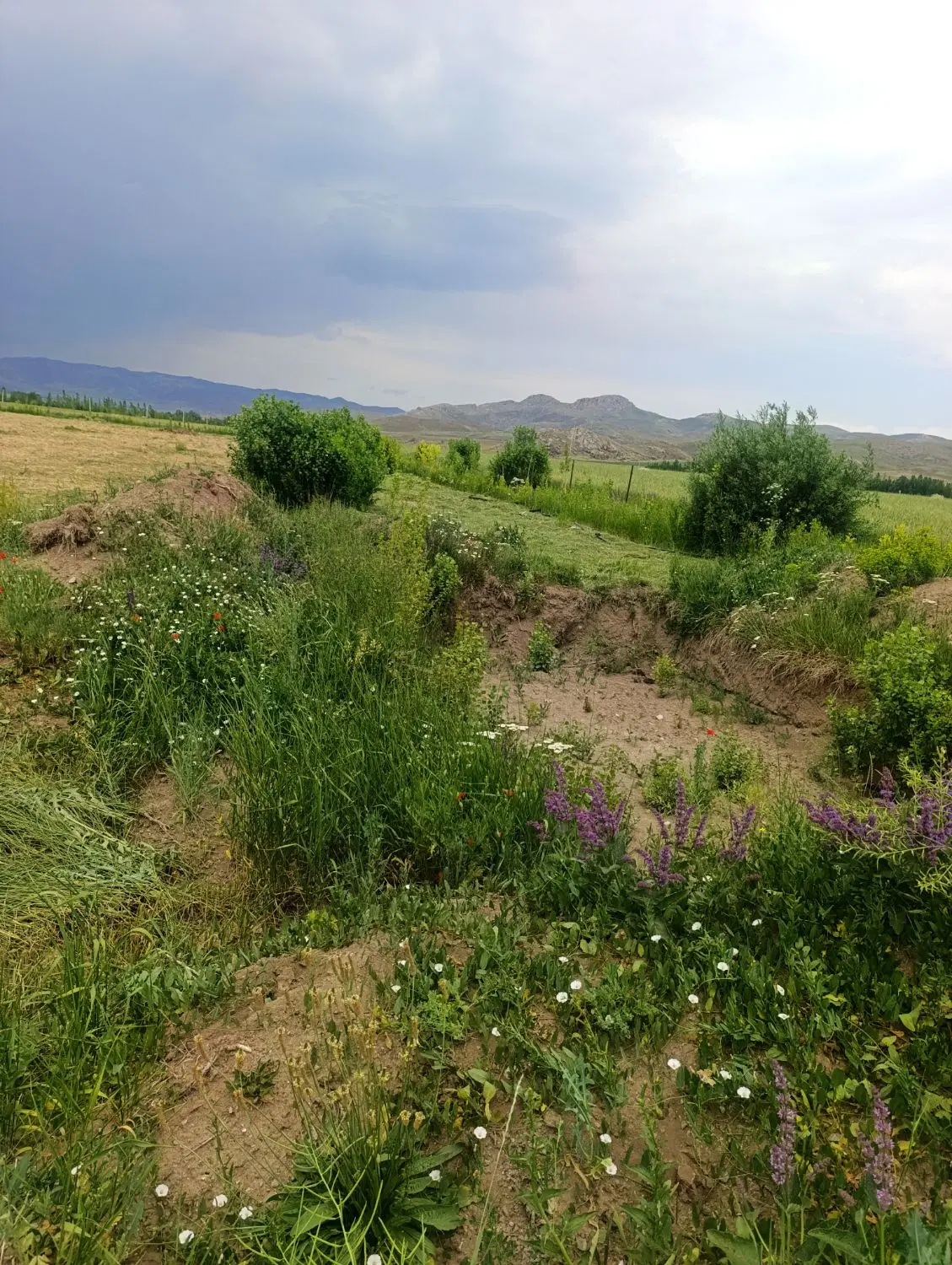 زمین کشاورزی باغی در آواجیق روستای شادلی