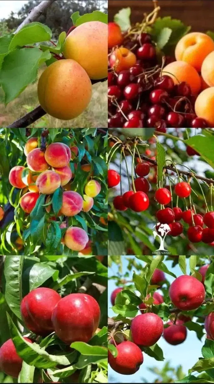 میوه شمارا اجاره میکنیم به بالاترین قیمت