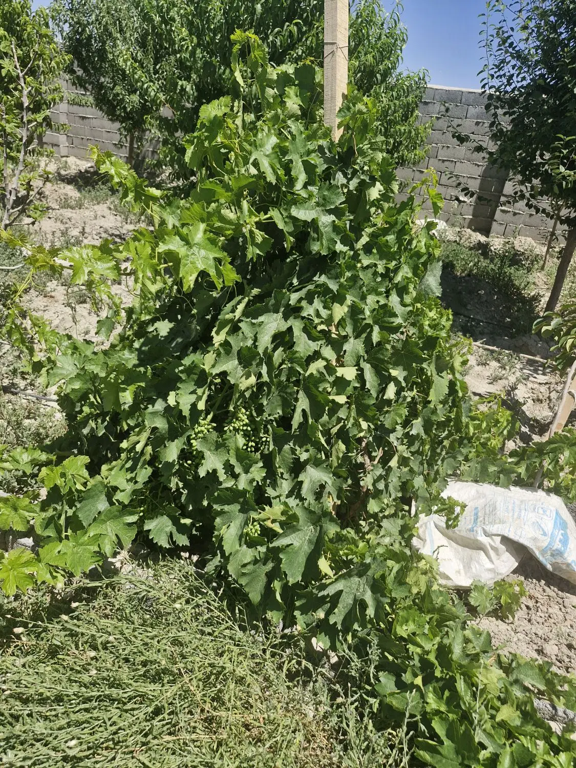 باغ ۱۰۰۰متری ۵کیلومتری چناران روستا محمداباد بلوچ