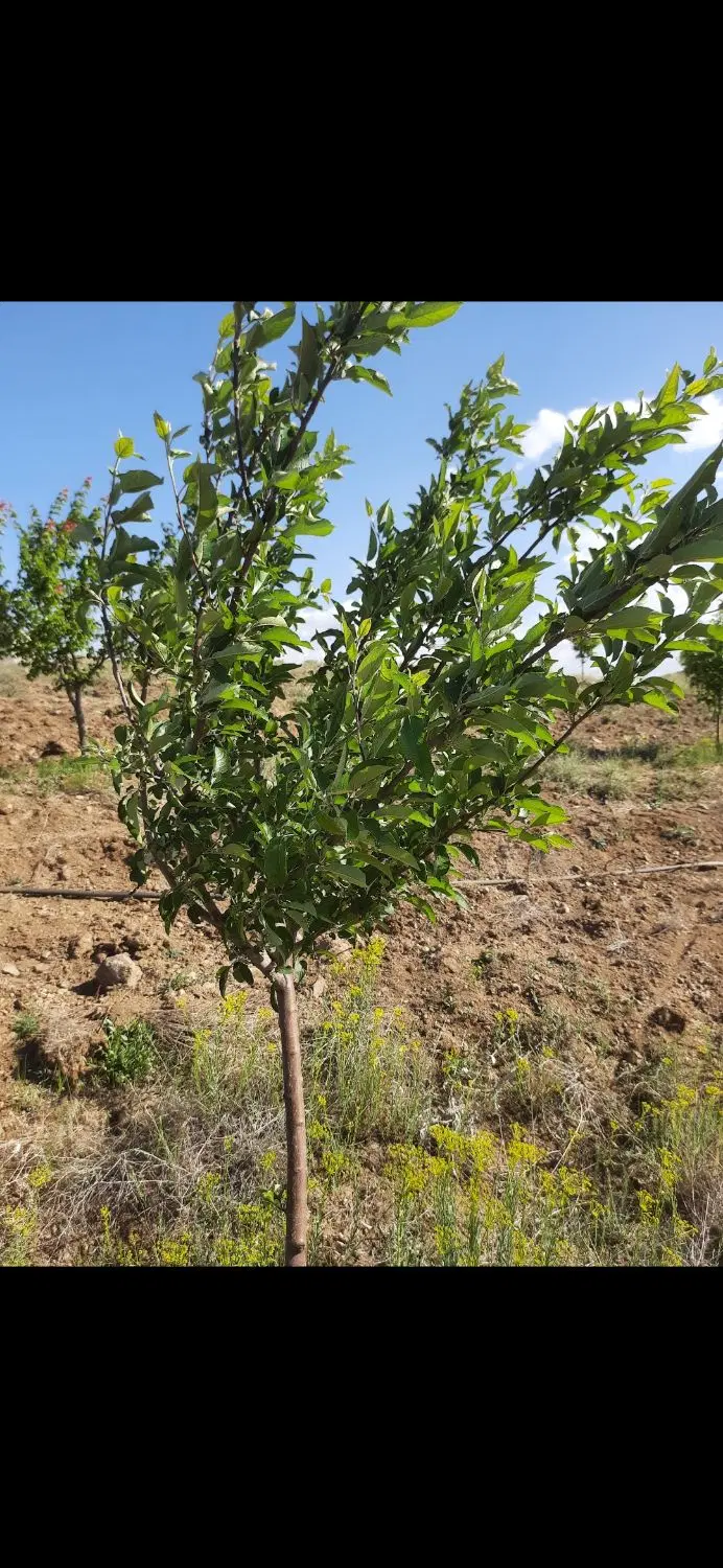 زمین کشاورزی در نزدیکی زنجان