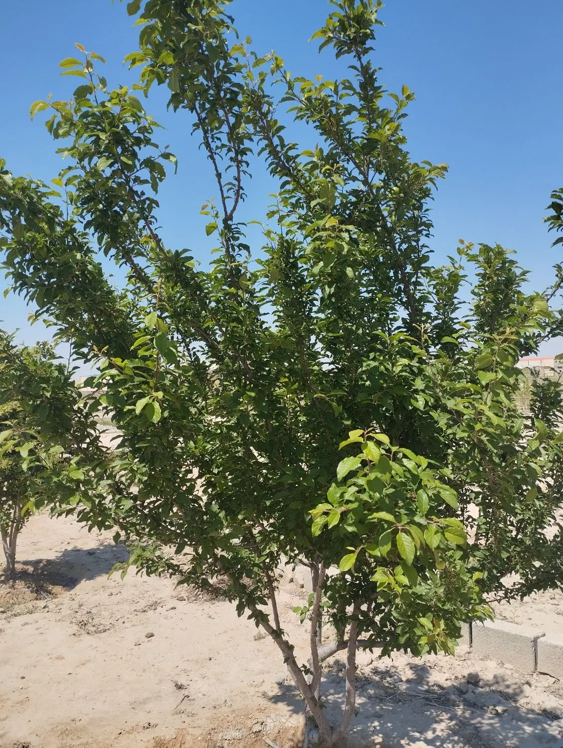 باغچه، نسیم شهر، خیرآباد، جنب شهرک صنعتی
