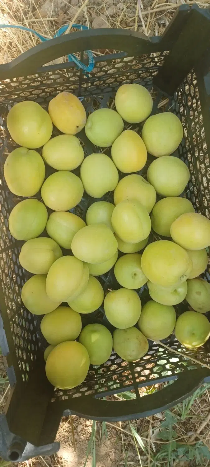 باغ پر از درخت قلعه سفید .گلدشت