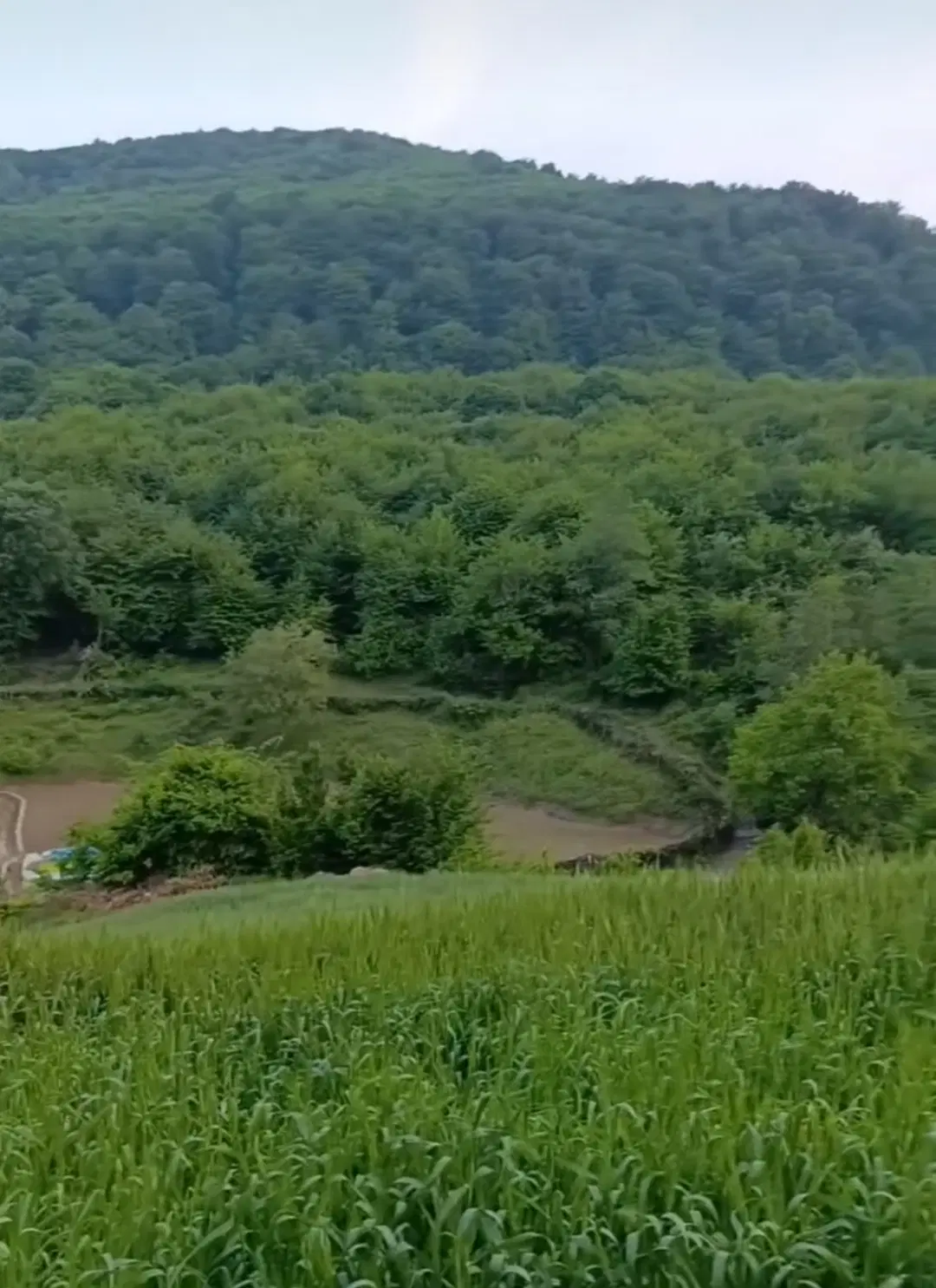 ۵۰۰۰متر باغ دامداری سوییت رو به جنگل روستای امره