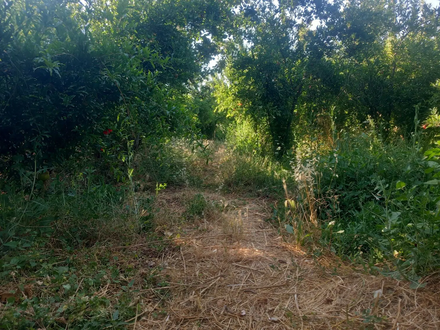باغ۱۲ ساله ۲۴۰۰متر