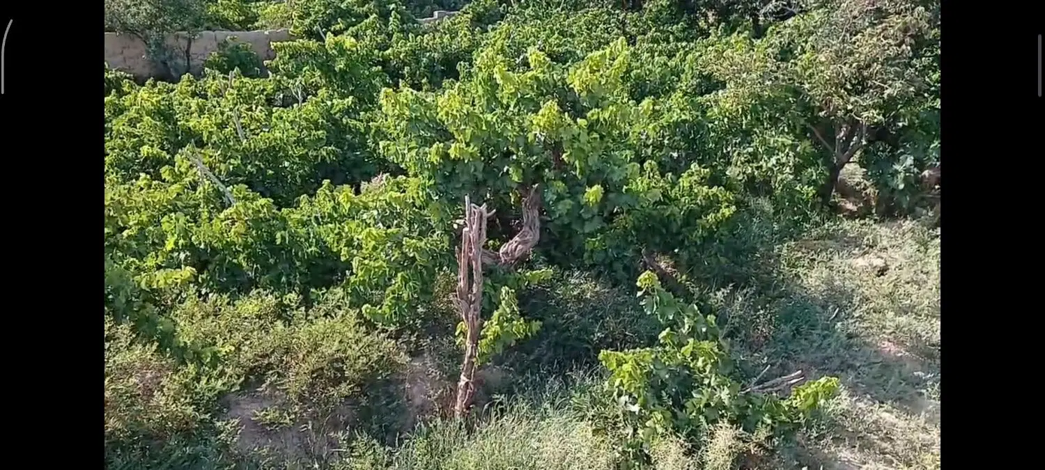 باغ  روستای مایان