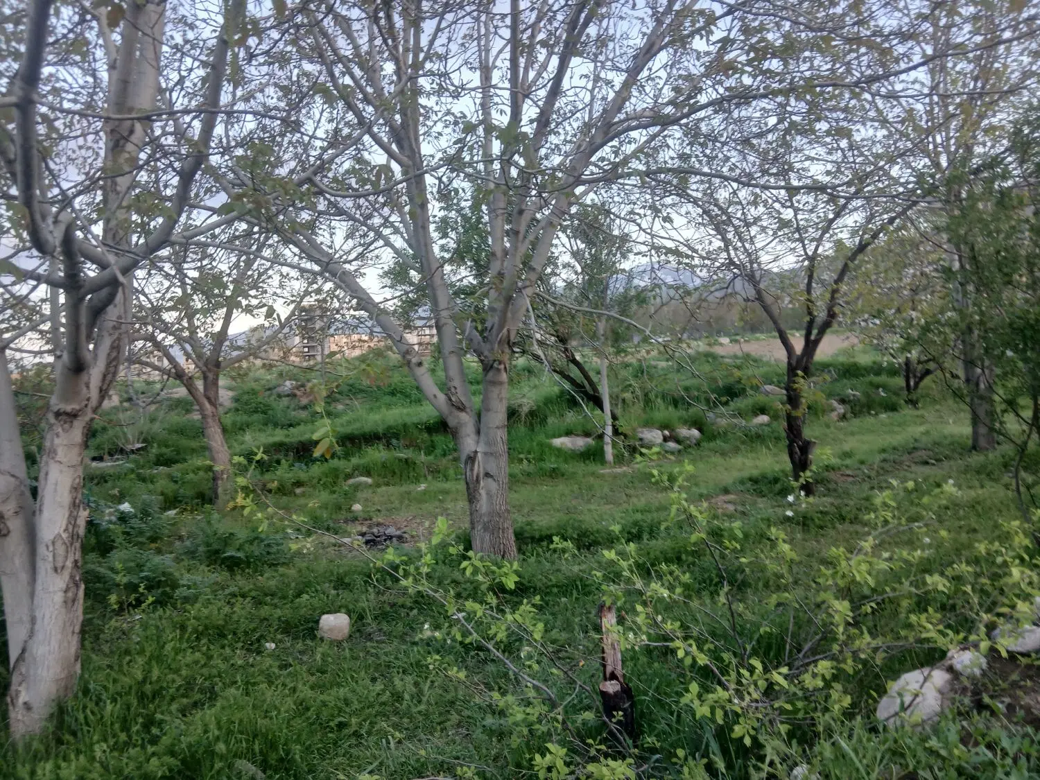 زمین باغی