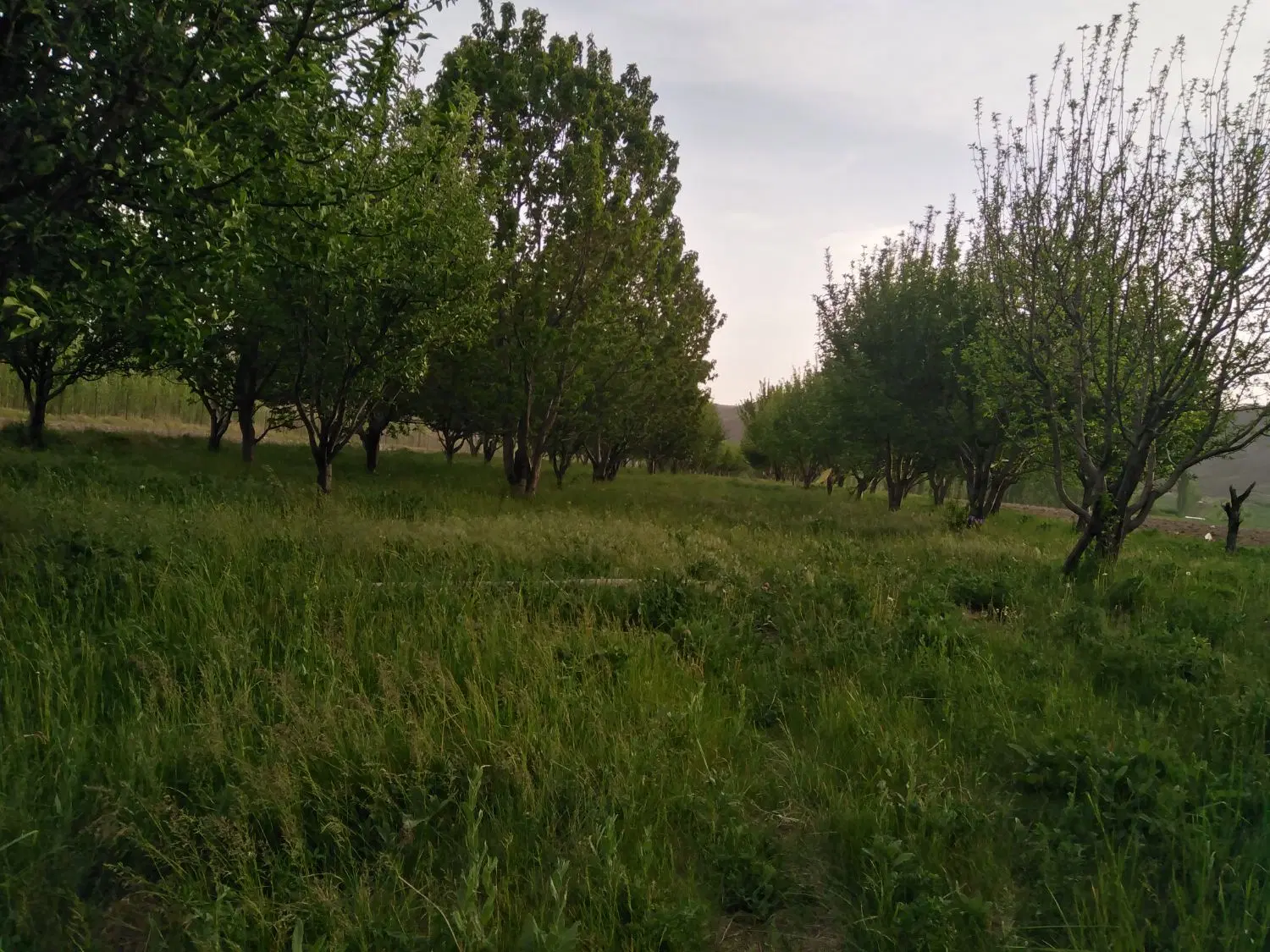 زمین برای باغ کردن یا کارگاهی