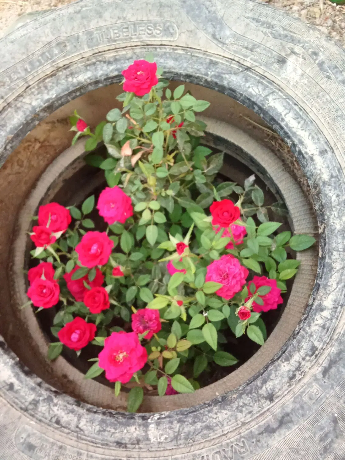 452 زمین مسکونی و باغی میدان امام حسین