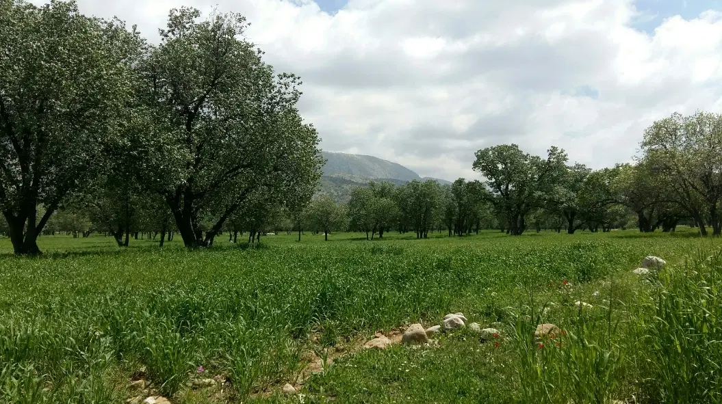 آپارتمان ۱۵۵ متری ۳ خوابه جنوبی زرهی شبان
