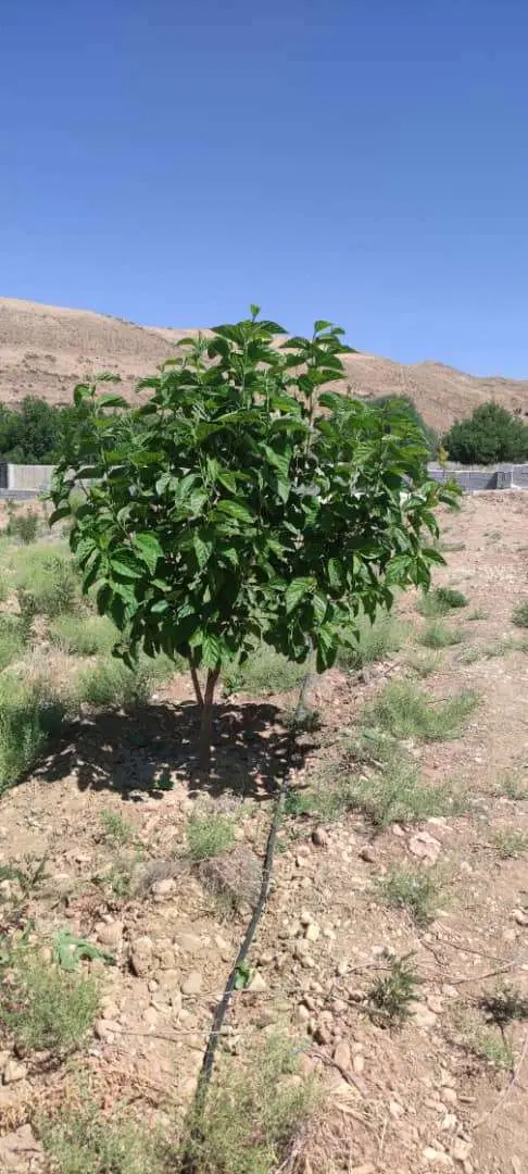باغچه ۱۰۰۰ متری هماشهر