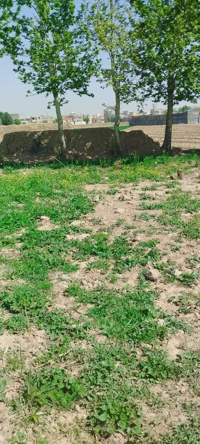 زمین باغی کشاورزی شهید فهمیده