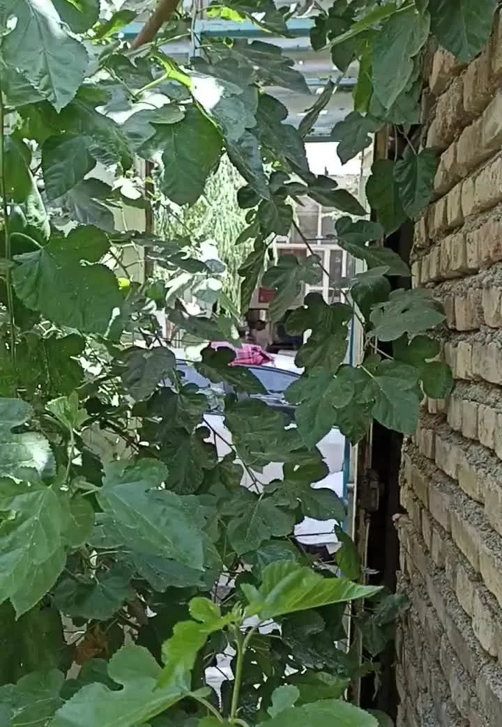 فروش کلنگی ۲۳۵ متر
