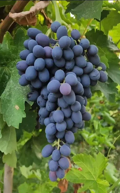 اجازه باغ انگور