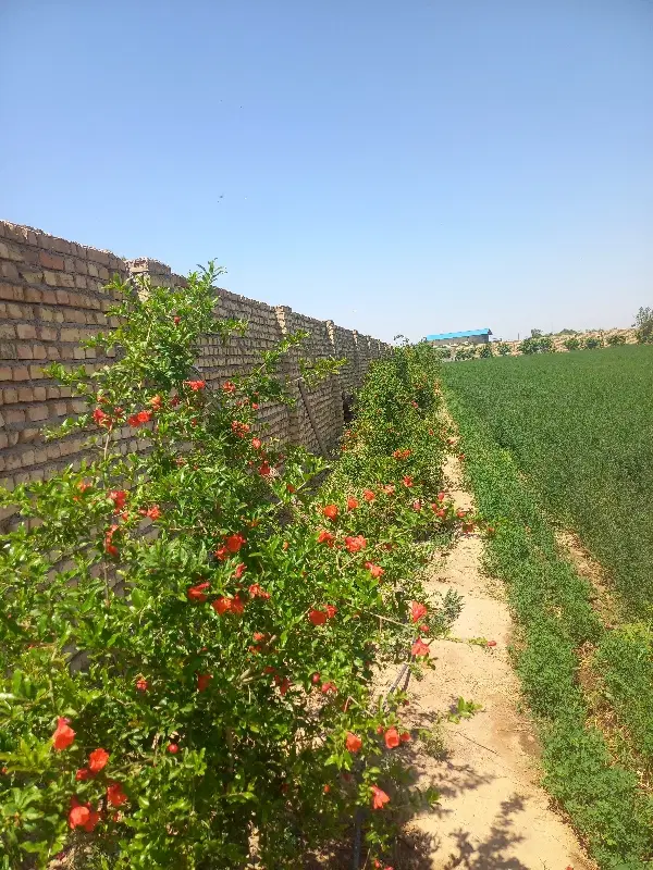 دامداری چهاردیواری گلخانه باغ