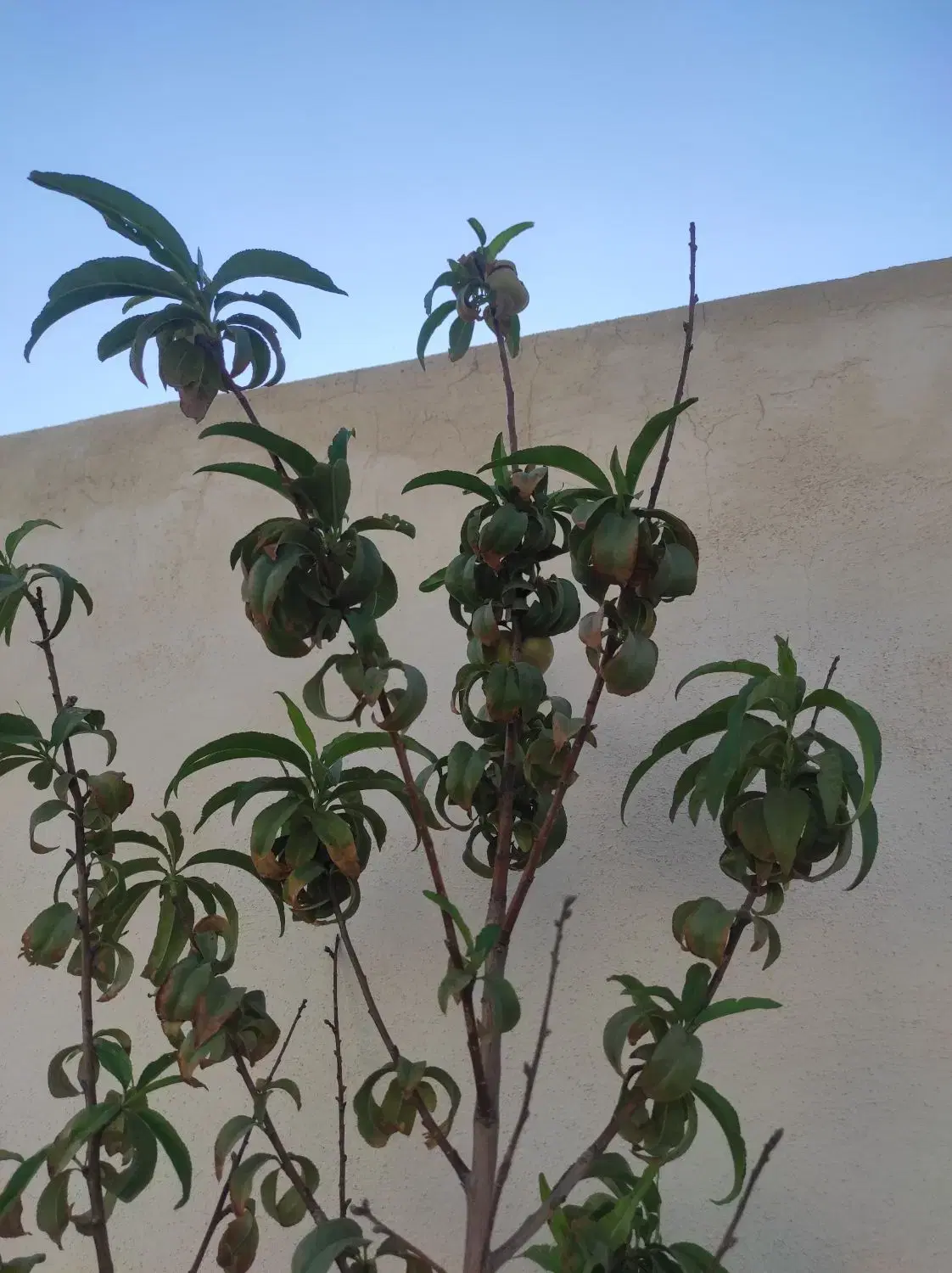 باغچه باغ ویلا صفادشت ۵۰۰متری شخصی ساز