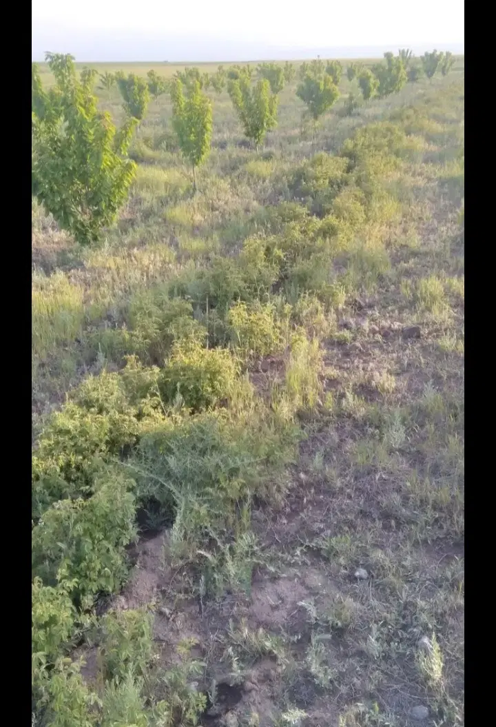 زمین مسکونی