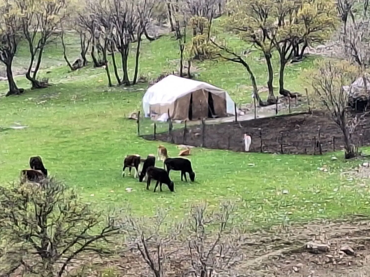 باغ انگور ودرختی نمازگاه ارزانتر ازهمه جا