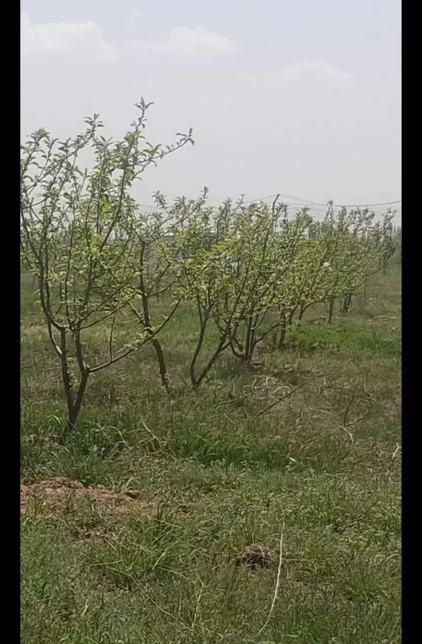 باغ جاده تبریز