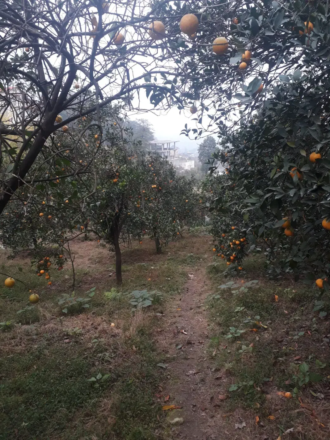 آگهی فروش زمین در نگین سبز تنکابن روستای دینارسرا