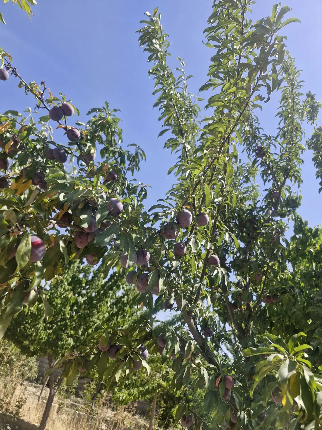 باغ منطقه عسگریه بازمرگان