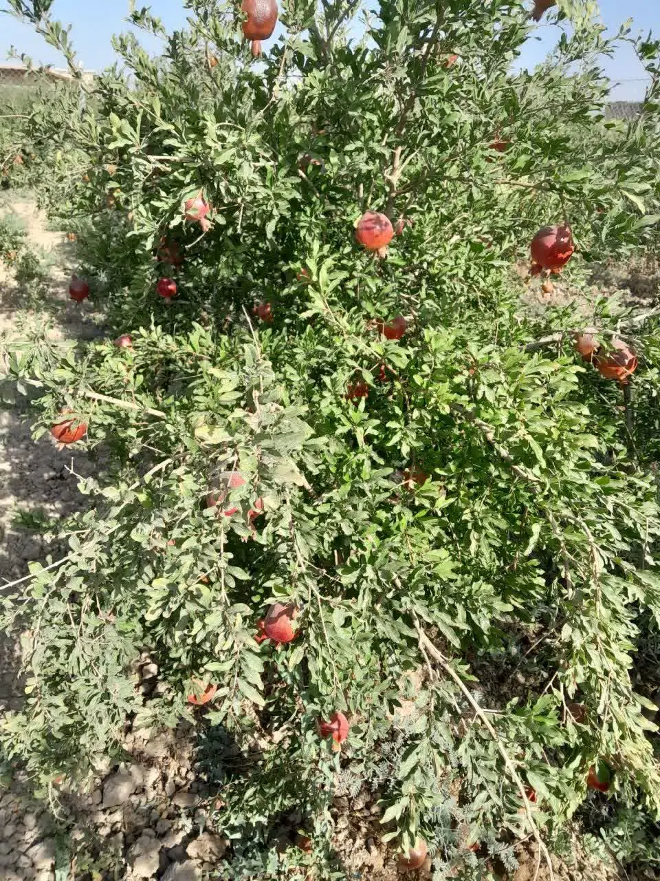 باغ انار در روستای لالایین