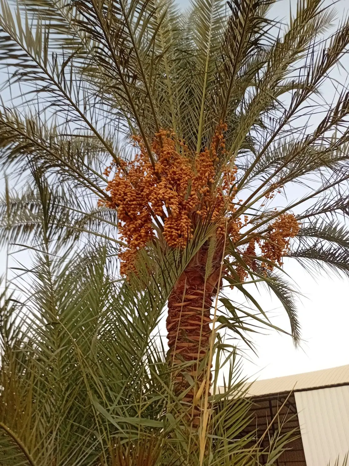 باغ خرماومرکبات