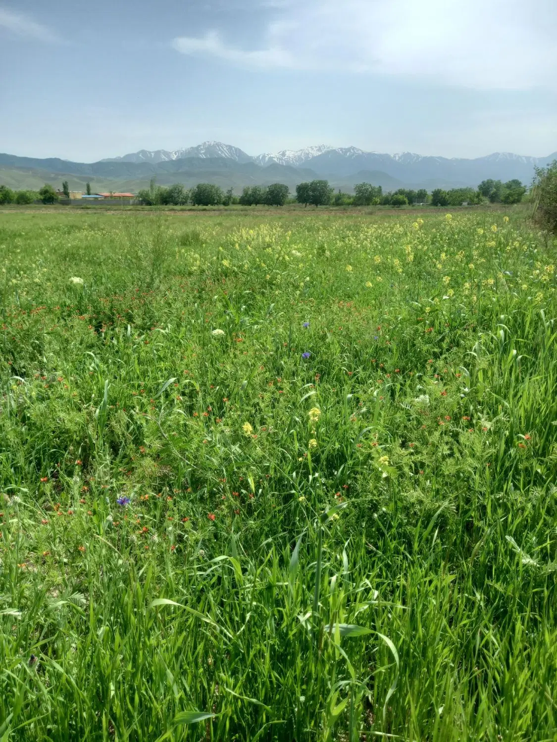 زمین در قزل زمی بناب