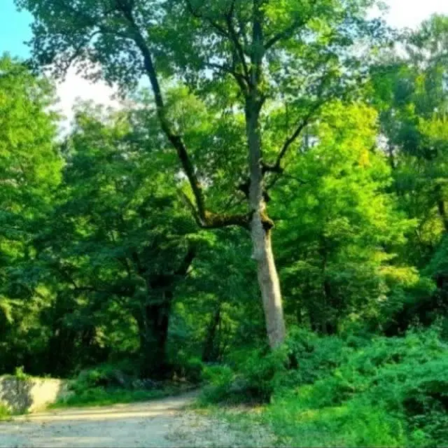 یازده قصب زمین در سیرچ