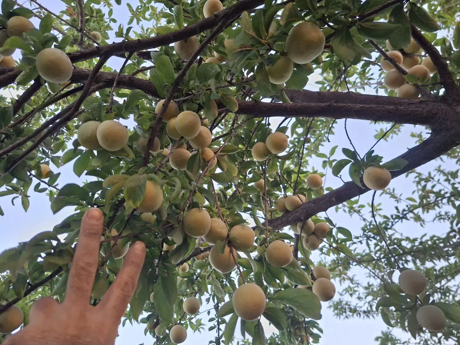 فروش باغ بن جعفر