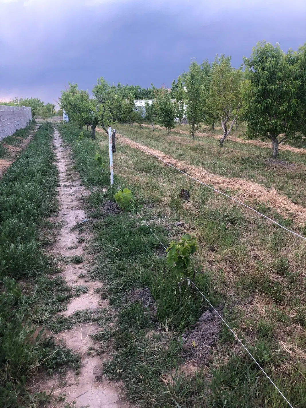 باغچه جاده سنتو روستای مقدم