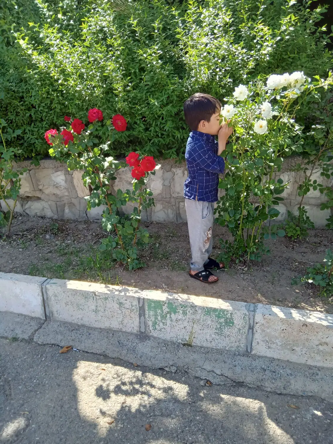 امتیازات ارش ارمه