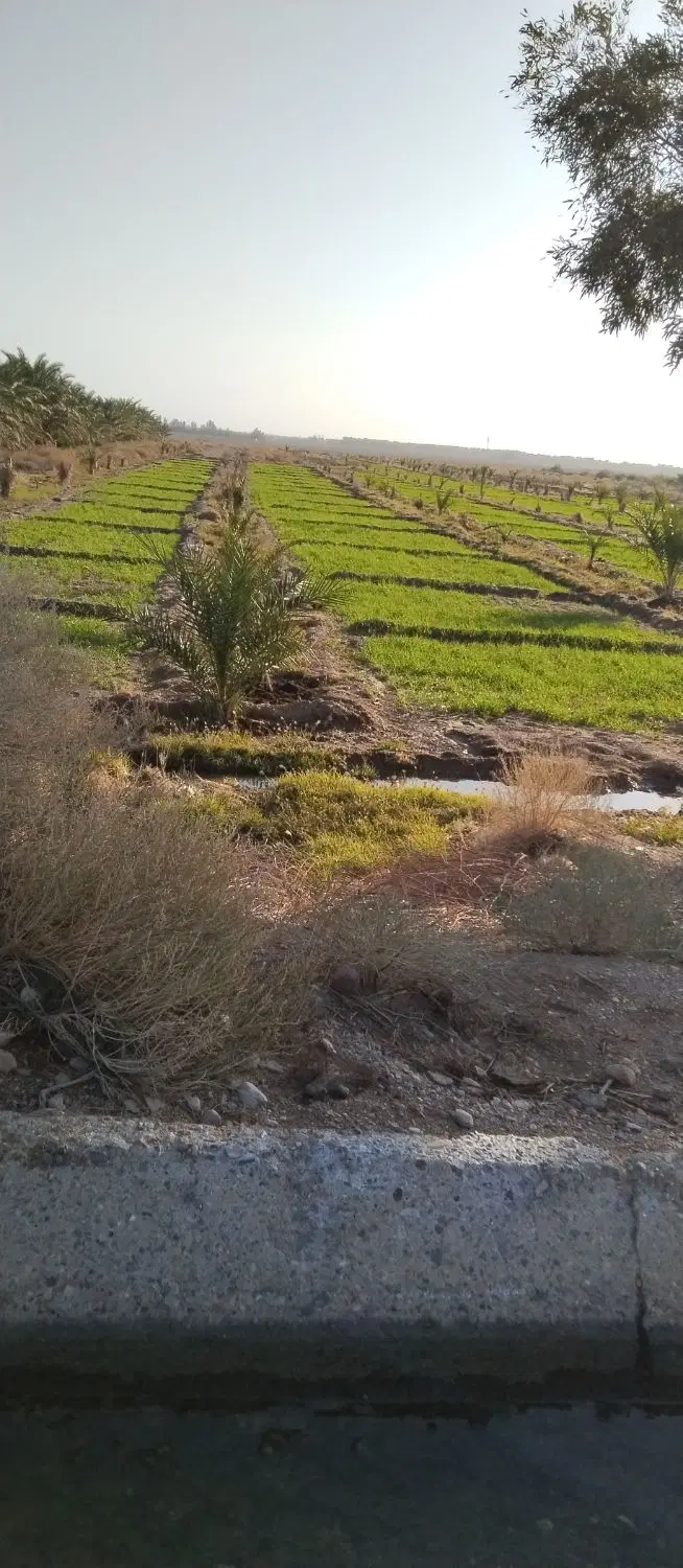 زمین کشاورزی