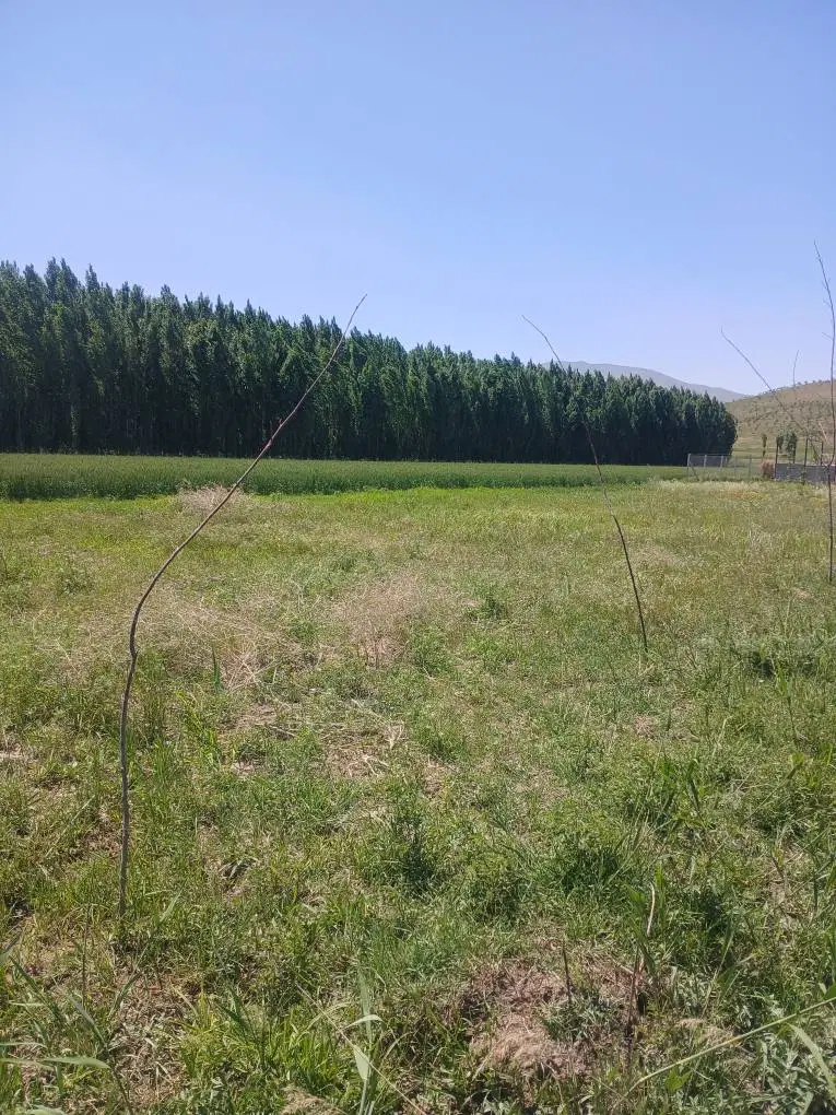 فروش زمین باغی