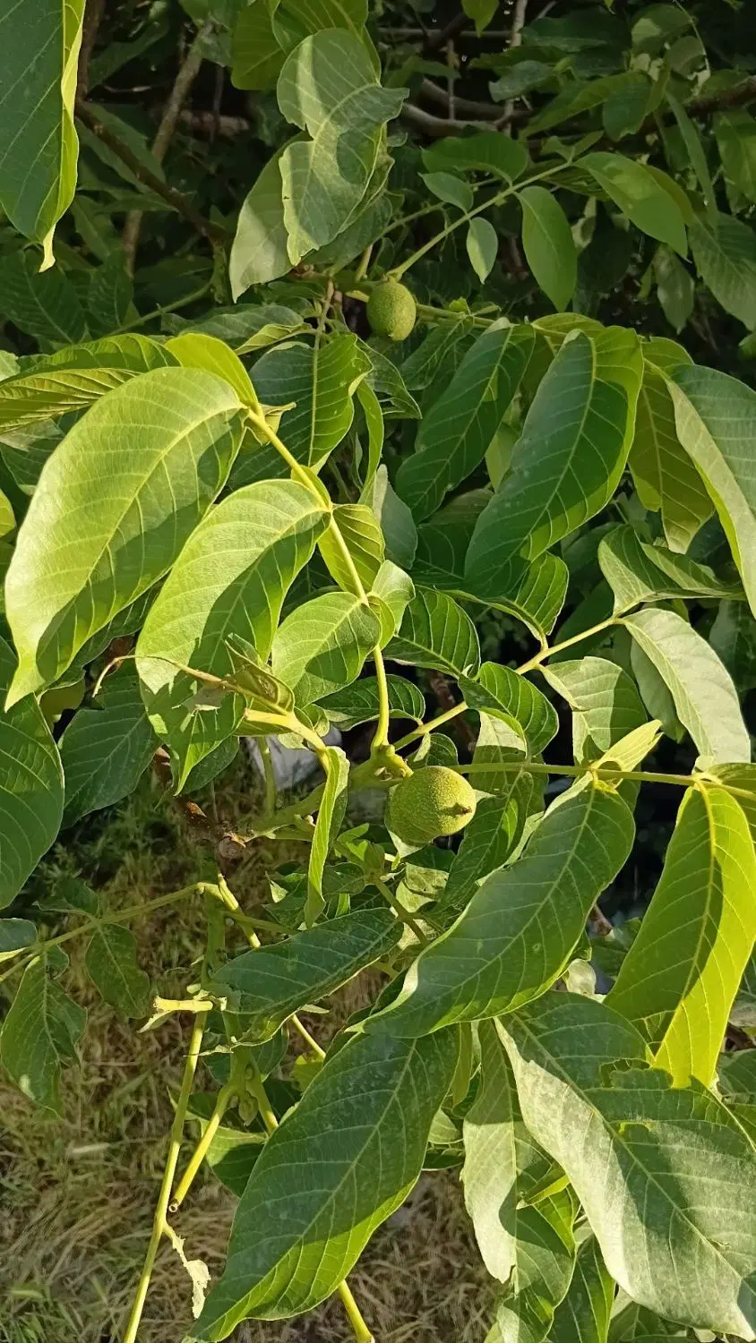 باغ فروشی روستای آران