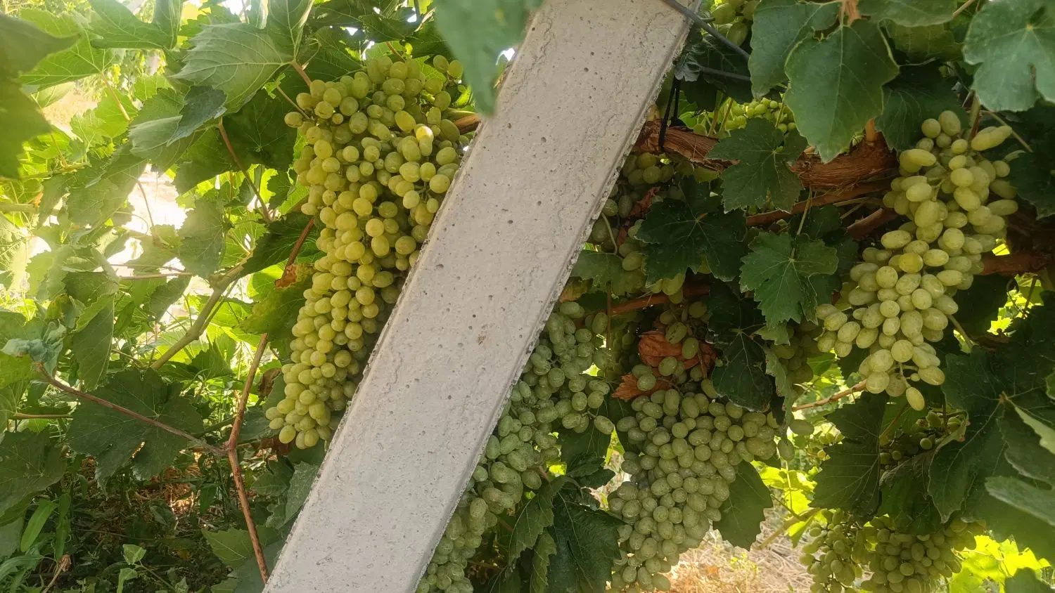 اجاره باغ انگور