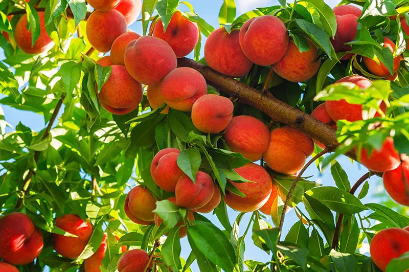 باغ با درختان مثمر ۷ ساله بنا و استخر
