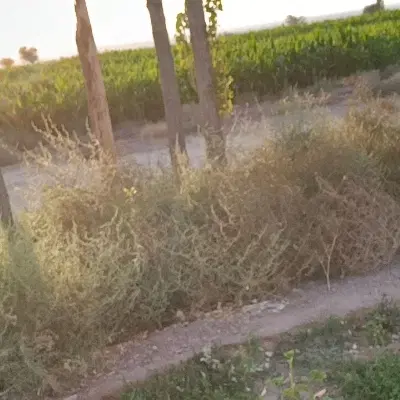 زمین برای خانه باغ وسط شهر بردسیر