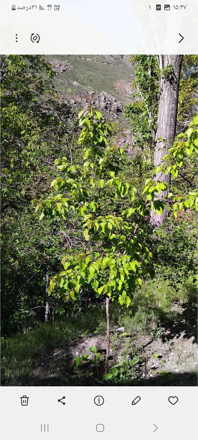 زمین باغی حدود ۲۰۰ متر