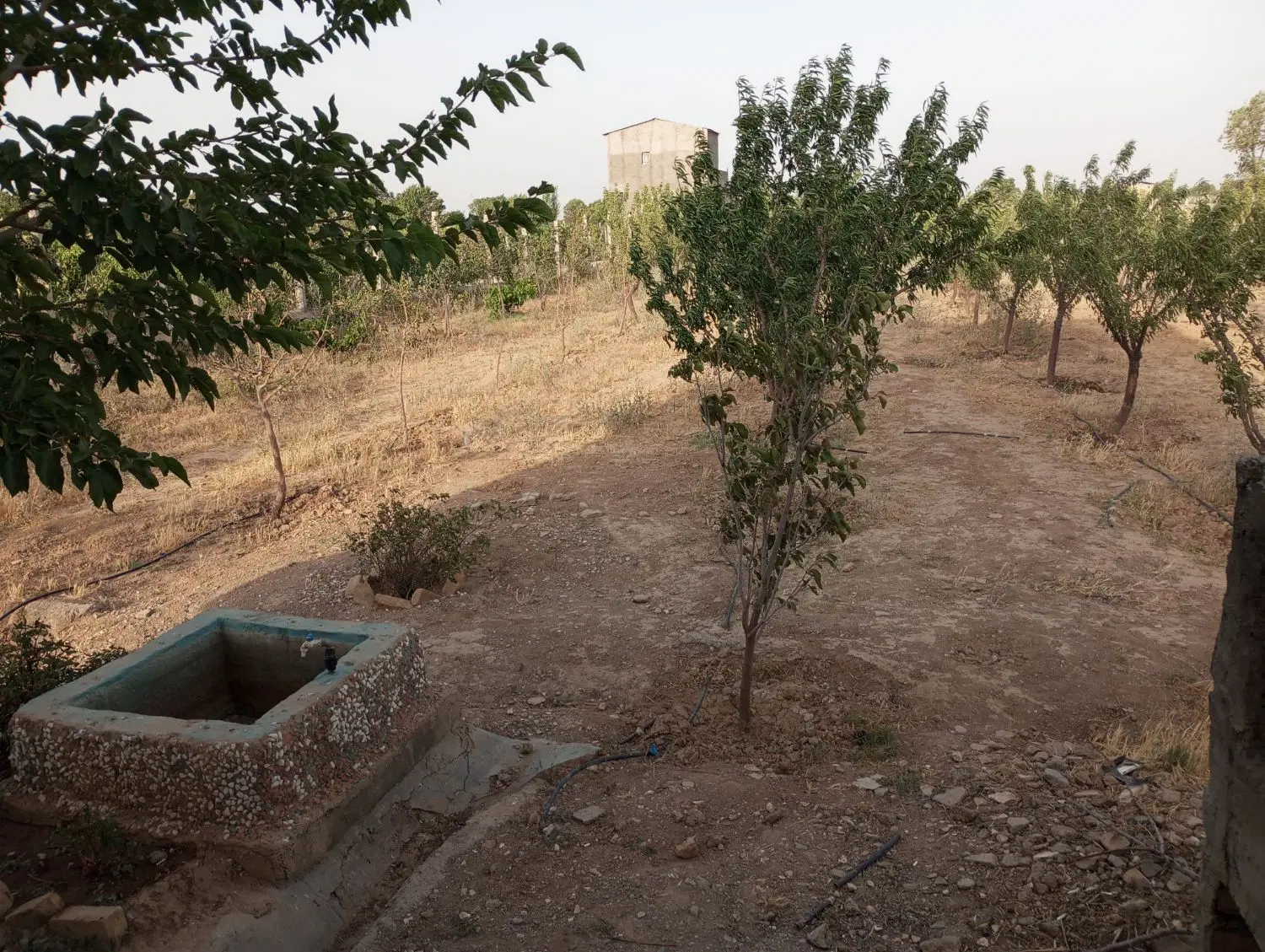 باغ بادام ۲۲۰۰متری در تاکستان