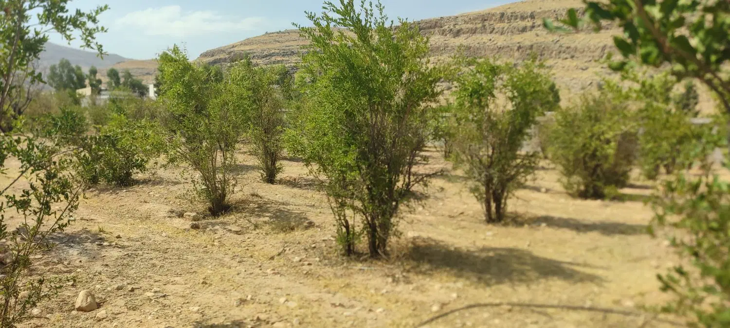 زمین باغی باغ درخت دار